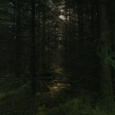 the-dark-forestt avatar
