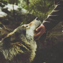 the-dark-wolf99 avatar