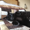 the-dawn-is-over avatar