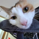 the-decepticats avatar