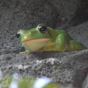 the-distorted-michael avatar