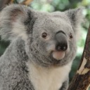 the-doctor-with-a-blue-scarf avatar