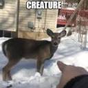 the-dogs-boyfriend avatar