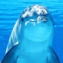 the-dolphin-queen avatar