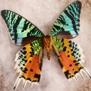 the-dragon-is-not-the-end avatar