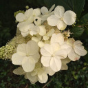 the-dragonfly-bird avatar