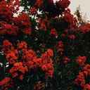 the-dread-dragonborn avatar