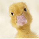 the-duckiest-person avatar