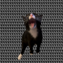 the-dumb-cat avatar