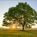 the-emperor-offical avatar