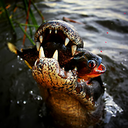 the-enormous-crocodile-blog avatar