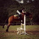 the-equestrian-world avatar