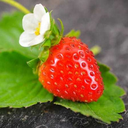 the-eternal-strawberry avatar