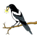 the-faeral-magpie avatar