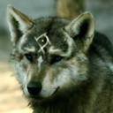 the-fandom-wolf avatar