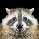 the-fat-raccoon avatar
