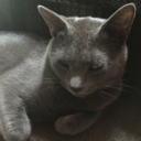 the-feeling-of-november avatar