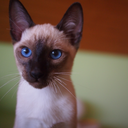 the-feline-hour avatar