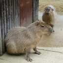 the-fifth-elephant avatar