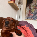 the-fleetingfoxes avatar