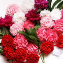 the-floristry-blog avatar