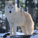 the-forest-hunter avatar