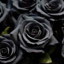 the-forest-rose avatar