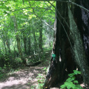 the-forest-watcher avatar