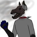 the-forgotten-wolf avatar