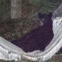 the-fork-on-the-left avatar