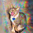 the-fucking-fuck avatar