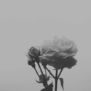 the-garbage-garden avatar