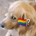 the-gay-dog avatar
