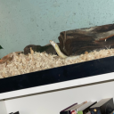 the-gay-is-strong avatar