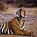 the-gemini-feed avatar