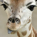 the-gif-giraffe avatar