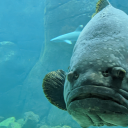 the-girl-in-the-clouds avatar