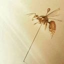 the-gnome-theif avatar