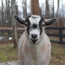 the-goat-barn avatar