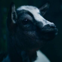 the-goatfather avatar