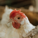 the-good-the-bad-the-stupid avatar