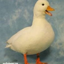 the-great-ducktective avatar