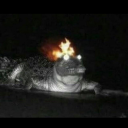 the-great-dumpster-fire avatar