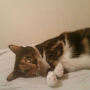 the-great-jade avatar