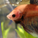 the-grumpiest-of-bettas avatar