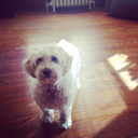 the-happy-squirrel avatar