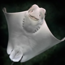 the-happy-stingray avatar