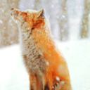 the-hearts-content avatar