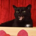 the-hissing-booth avatar