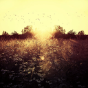 the-honesty-room avatar